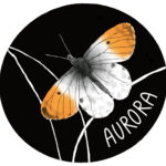 In a black circle on a white square background there is a white and orange Aurora butterfly sitting on grass.